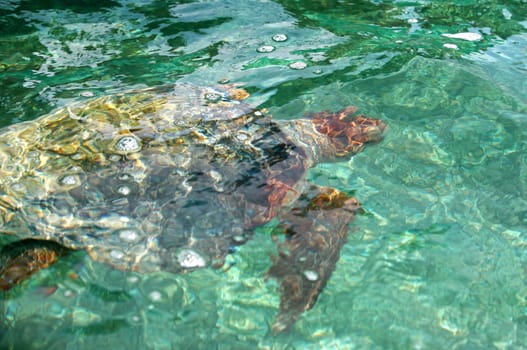 Turtle