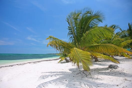 Caribbean Dream
