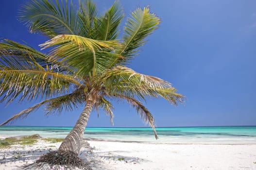 Paradise