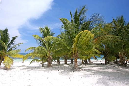 Palm Garden