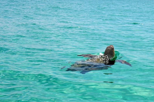 Diving