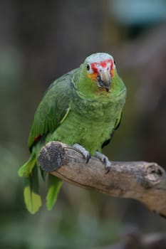 Blue-fronted amazon