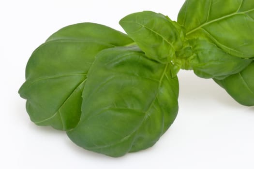 Basil