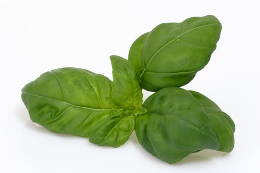 Basilico