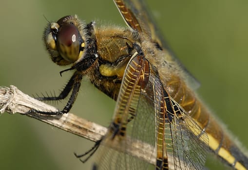 Many thanks to Helma and Andreas for the exact naming of the dragonfly species.