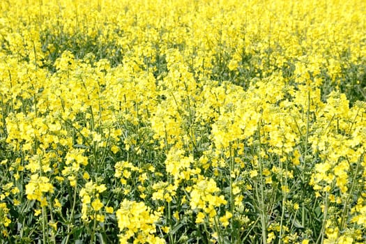 Yellow flowers