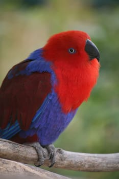 Eclectus roratus (female) - the male is completely different in color (green with red flanks and yellow upper beak). Because of these different colorations,males and females used to be mistaken for different species.