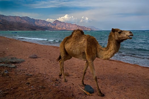 The beach camel