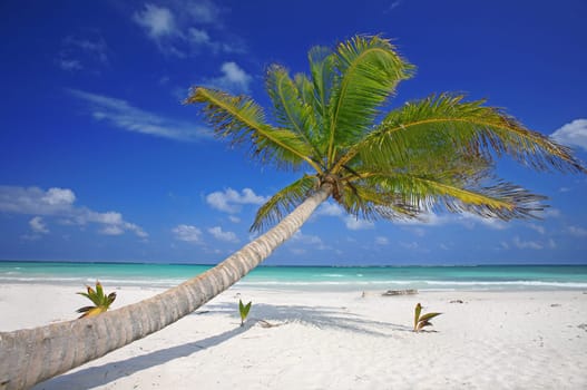 Caribbean Dream