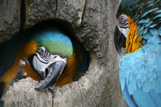 In a hollow of a tree