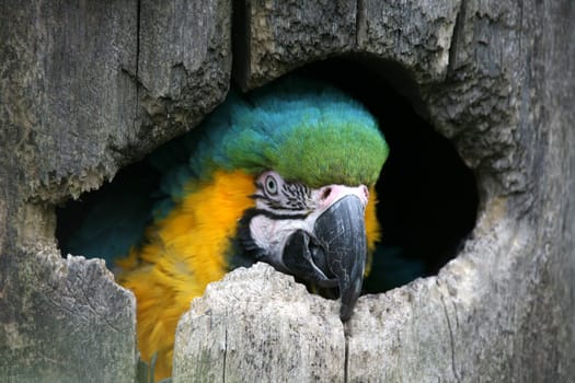 Yellow-breasted macaw