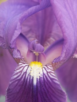 Iris 1