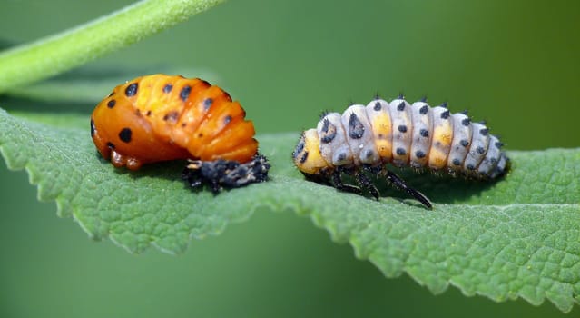 Ladybug larva during molting: The larvae of ladybugs feed on aphids. They are very strikingly colored. In most species,they are blue-gray,brown or yellow and have yellow,orange or red spots. Wear on the body
