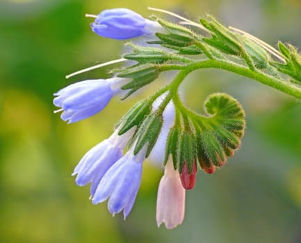 Comfrey blooms from May to September. The corolla grows to a length of about 15 mm and requires long-proboscis bumblebees for pollination. Similar to columbine,comfrey flowers also have short-trunked bumblebees as "nectar predators"". They bite e"