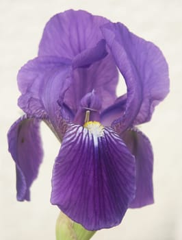 Iris 3
