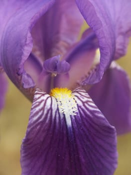 Iris 4