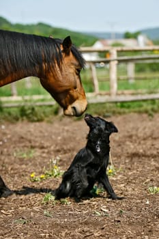 or Luca and her Boddycoard Goliath my Andalusian. As a puppy,she always hid between his forelegs when she wasn't quite comfortable with something. The two of them only have nonsense in their heads :-)