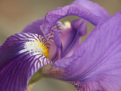 Iris 2