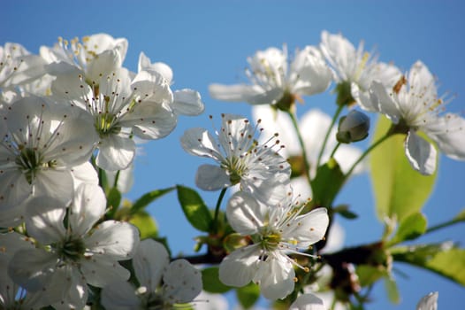 Cherry blossom