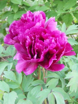 Flowerage