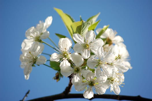 Cherry Blossom 2
