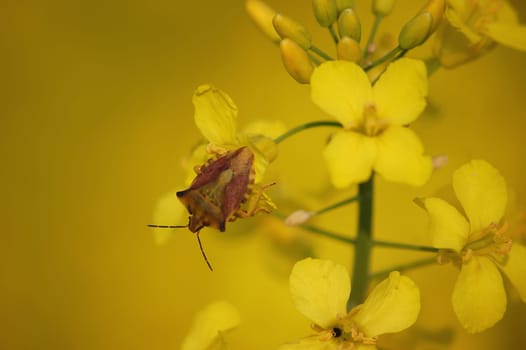 Rapeseed bug
