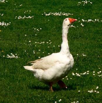 silly goose?