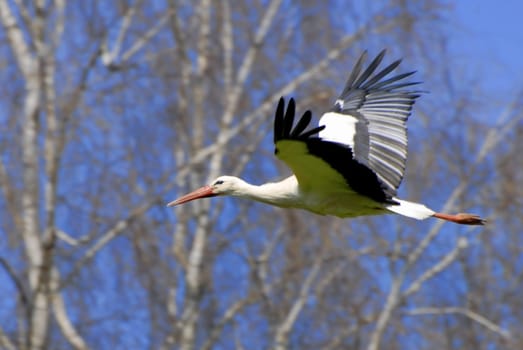 They have been breeding again for two weeks – the storks in the stork settlement. The stork parents take turns caring for the brood. One parent always stays in the nest. When the partner returns to the nest,the parents greet each other with loud clattering.