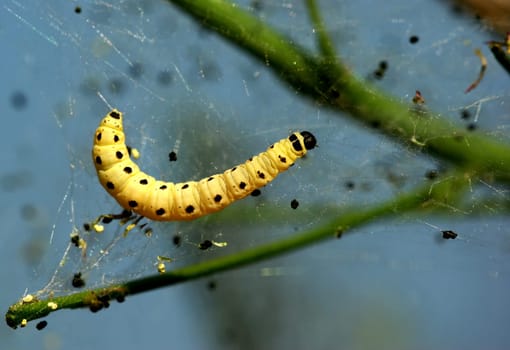Just hatched