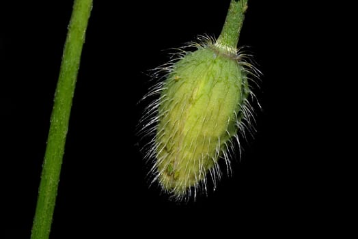 First poppy
