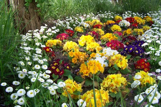 Sea of flowers