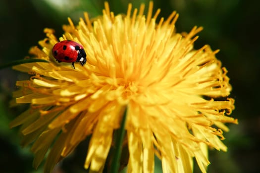 Ladybug on dandelion