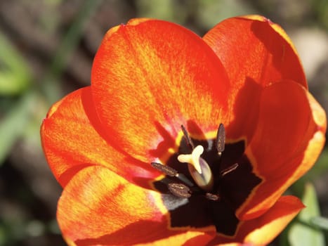 TULIP BLOSSOM,tulipa