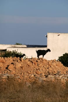 Goats in Formentera