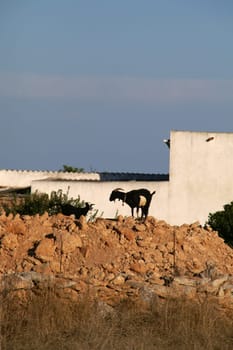 Goats in Formentera