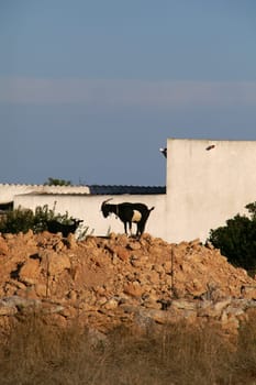 Goats in Formentera