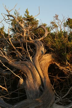 Crooked tree,Formentera