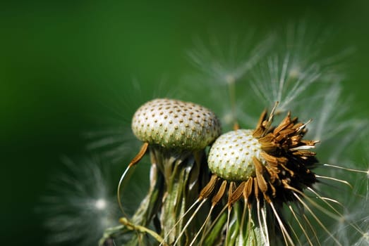 Dandelion