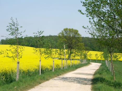 RAPSFELDER