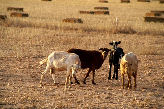 Tortured goats,Formentera