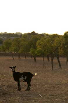 Tormented goat,Formentera