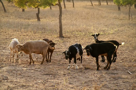 Tortured goats,Formentera