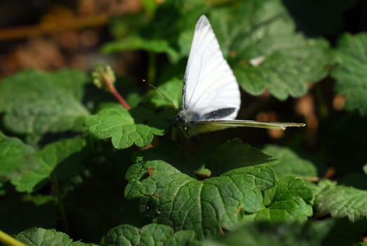 Cabbage white