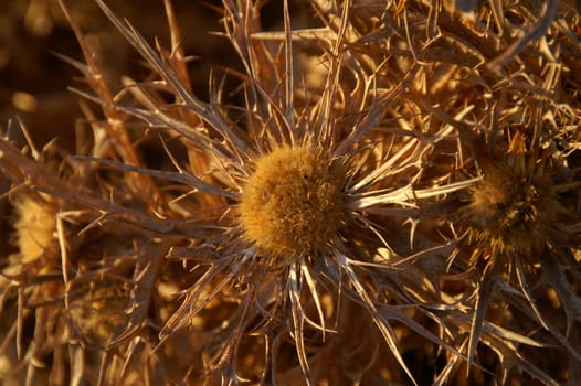 Thistle detail,Formentera