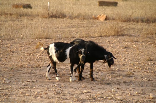 Two tortured goats,Formentera
