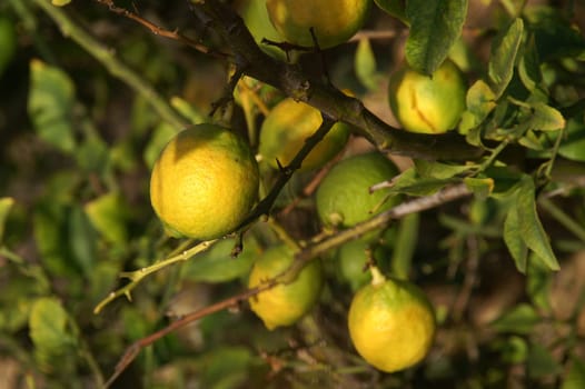 Lemon tree detail,Formentera