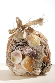 Shell Collection