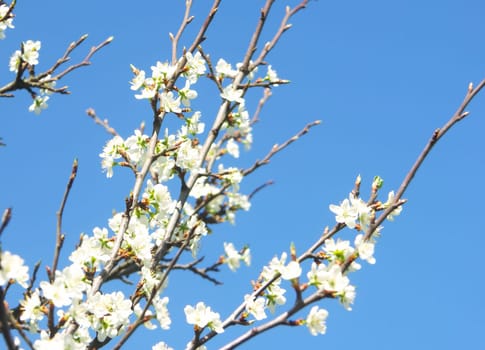 SPRING,blooming plum branch