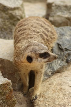 On a prey spree