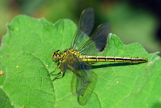Dragonfly